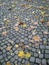 Fallen, withered yellow and brown maple leaves lie on the paving stones. The fading of nature on a rainy day. Gray old stone tile