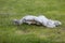 A fallen woman. Destroyed sculpture of a woman lying on the grass.