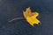 A fallen yellow-brown leaf lies on the hood covered with small drops of water