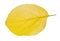 fallen yellow leaf of plum tree cutout of white