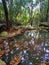 Fallen yellow leaves in the jungle lake