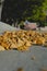 Fallen yellow leaves in the street gutter