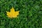Fallen yellow maple leaf on green grass woodlouse. Space for your text