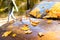 Fallen yellow maple leaves lying on car windshield and hood in sunny weather, soft focus