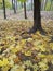 fallen yellow maple leaves under the tree in the park