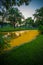 Fallen yellow petals of Padauk flowers covering the pond with evening sky at Phutthamonthon public park,Nakhon Pathom Province,Tha