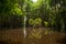 Fallen Young Tree in the Midst of a Cypress Forest on Lake Bistineau Louisiana