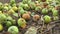 Falling apples from the tree. Rotting apples under apple tree on sunny autumnal morning in rural yard.