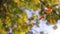 Falling autumn leaves in forest with colorful trees as defocus background