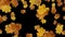 Falling autumn maple leaves with alpha channel looped