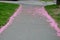 Falling cherry petals cover cars, roads and sidewalks with a pink layer of petals. in the corners there are layers that must be cl