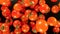 Falling cherry tomatoes