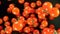 Falling cherry tomatoes