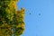 Falling Colorful Autumn Leafs and Tree over Deep Blue Sky