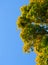 Falling Colorful Autumn Leafs and Tree over Deep Blue Sky