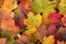 Falling colourful autumn maple leaves