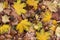 Falling colourful fall autumn leaves closeup in sunlightFall yellow brown dry maple autumn leaves on ground