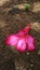 Falling dessert rose (adenium) flower