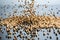 Falling dried buckwheat seeds for porridge