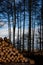 Falling, felling logs in forest, with pile of cut logs and edge of wood