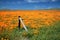 Falling fence post in field of California Golden Poppies during springtime super bloom in southern California high desert