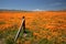 Falling fence post in field of California Golden Poppies during springtime super bloom in southern California high desert