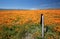 Falling fence post in field of California Golden Poppies during springtime super bloom in southern California high desert