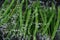 Falling fresh harvested green beans, water splash during impact