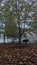 Falling leaves along leading to a picnic area  on a foggy fall day in blue mound state park