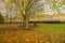 Falling leaves with leafless trees in London public garden