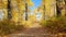 Falling leaves on a pathway in a forest during autumn