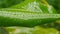 Falling monsoon rain on green banana leaf. Raindrop on leaves. Wet in water. Drenched in rain. Beautiful rainy season, close up.