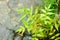 Falling Monsoon Rain on Green Neem Tree Plant leaf. Raindrop on leaves picture. Beautiful rainy season, water drop on green leaf