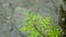 Falling Monsoon Rain water drops on Green Neem Tree Plant leaf. Raindrop on leaves video footage. Beautiful rainy season, water