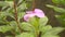 Falling Rain water drops on small periwinkle flower plant. Raindrop on leaves video footage with rain sound. Beautiful rainy