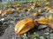 Falling rich orange yellow Star Fruit under the tree