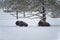 Falling snow on Buffalo laying under tree