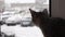 Falling snow. The cat looks out the window behind the falling snow. What happens outside the window out of focus