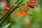 Falling Star Crocosmia aurea