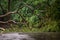 Falling tree debris block road in forest after rain storm