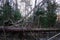 Falling trees after a very big storm