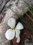 Falling white Plumeria flower and green pine leaves