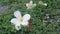 Falling white plumeria on green background