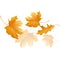 Falling yellow autumn maple leaves fly in the wind.