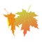 Falling yellow and orange leaves of maple tree. Hello autumn, bye summer.