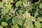 Fallopia japonica or Japanese knotweed. Branch with leaves and white flowers