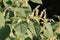 Fallopia japonica or Japanese knotweed. Branch with leaves and white flowers