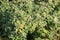 Fallopia japonica or Japanese knotweed. General view of flowering plant