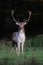 Fallow buck is looking