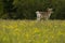 Fallow buck with new antler growth in the spring time buttercups